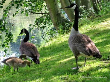 Martel mai2014    (18)