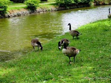 Martel juillet2020  (3)