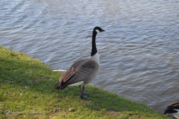 Martel mars2020   (38)