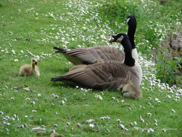 Martel avril2020    (28)