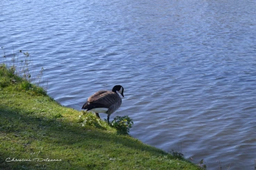 Martel mars2020   (36)